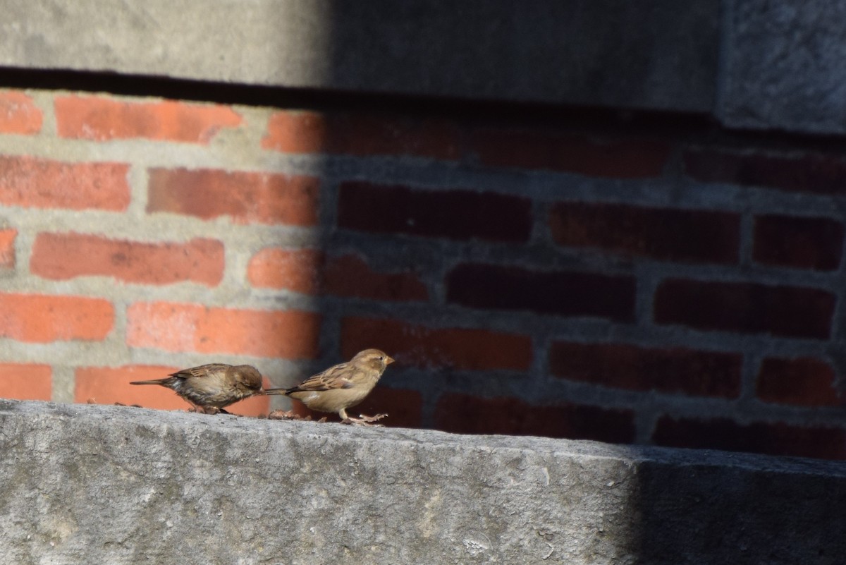 House Sparrow - ML75109091