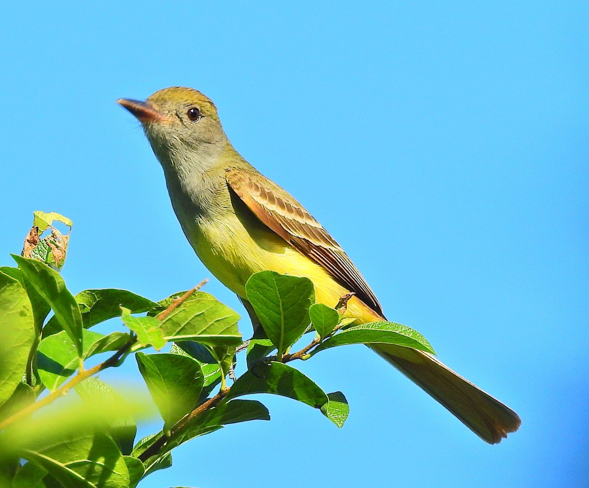 Great Crested Flycatcher - ML75109991