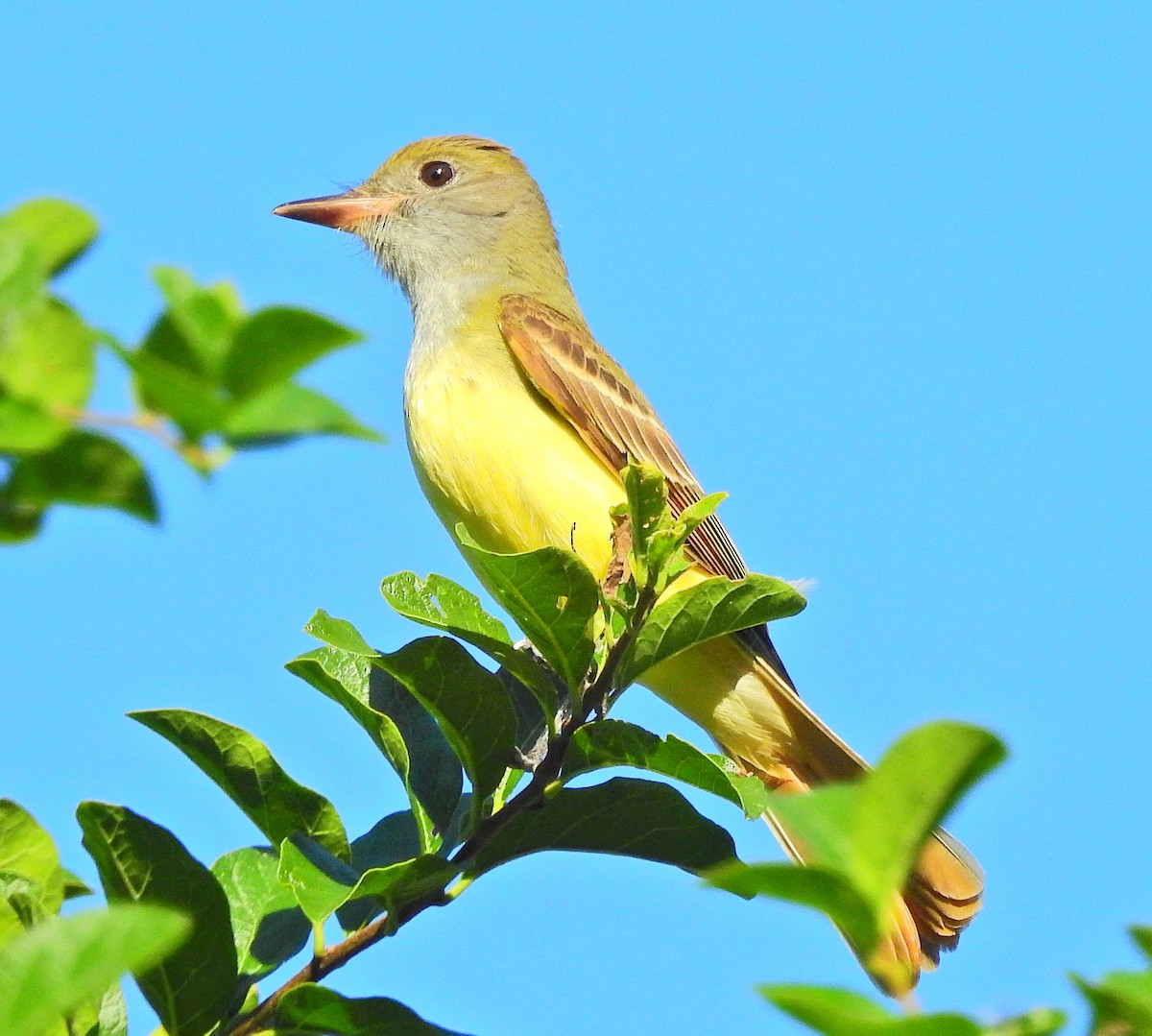 Great Crested Flycatcher - ML75110001