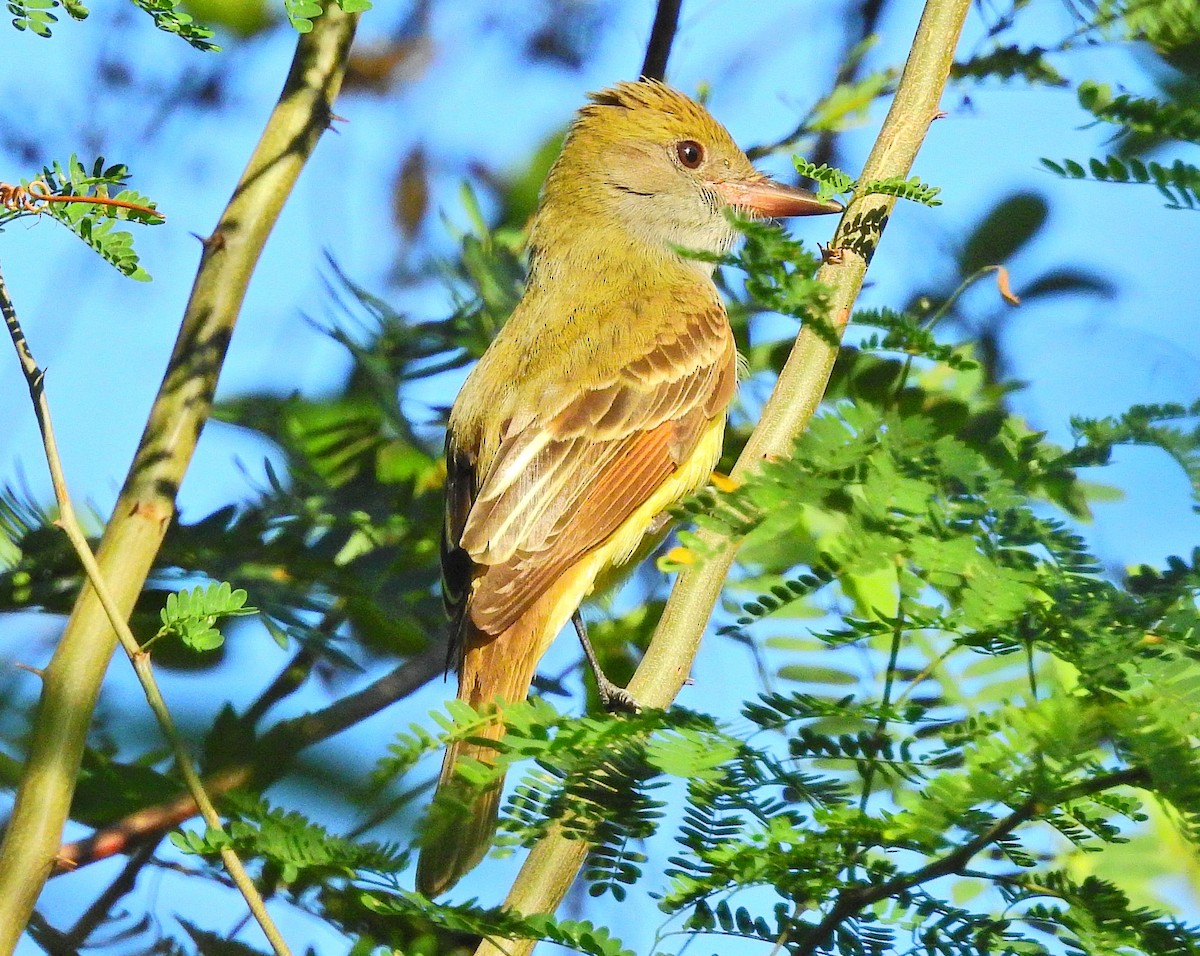 Great Crested Flycatcher - ML75110021