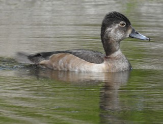 Ring-necked Duck, ML75110441