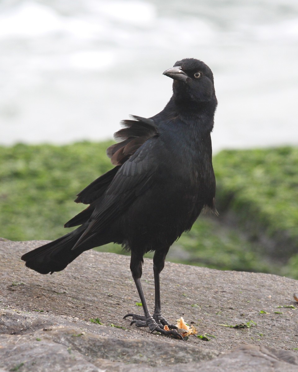 Boat-tailed Grackle - ML75111241