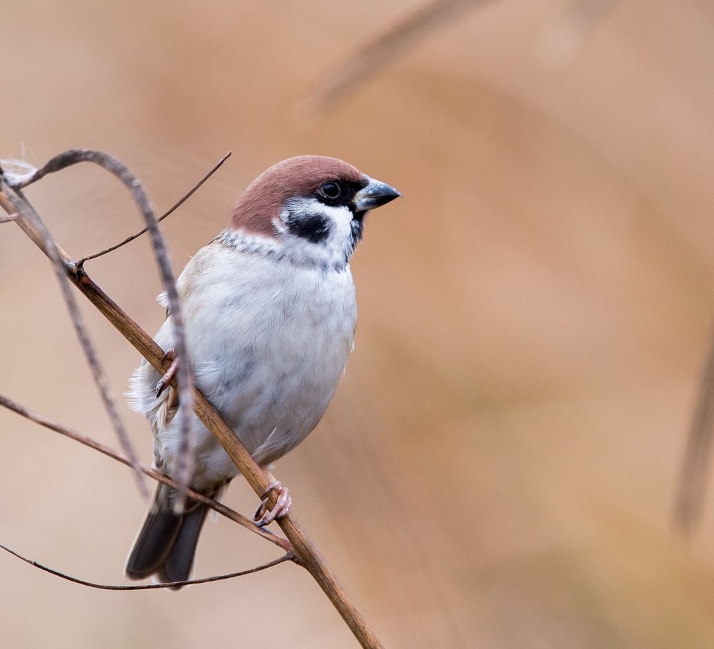 Eurasian Tree Sparrow - ML75113711