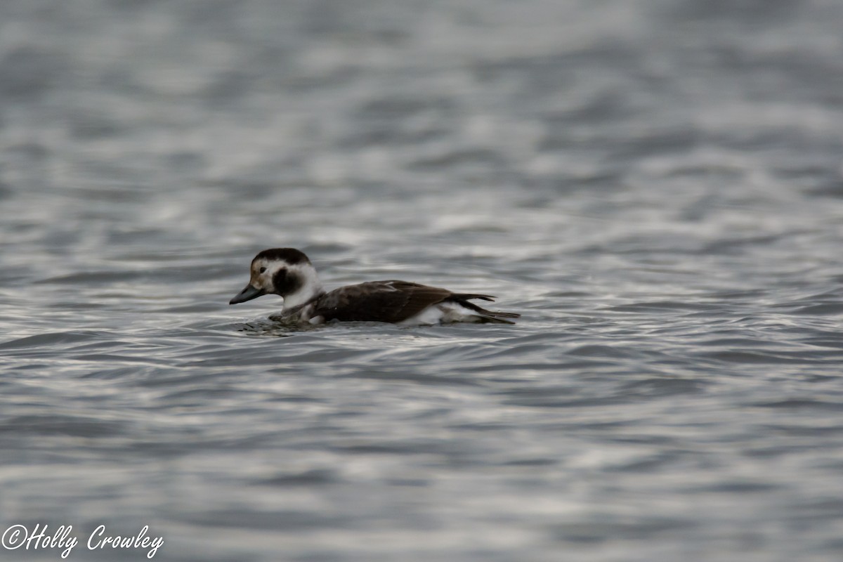 Long-tailed Duck - ML75113881