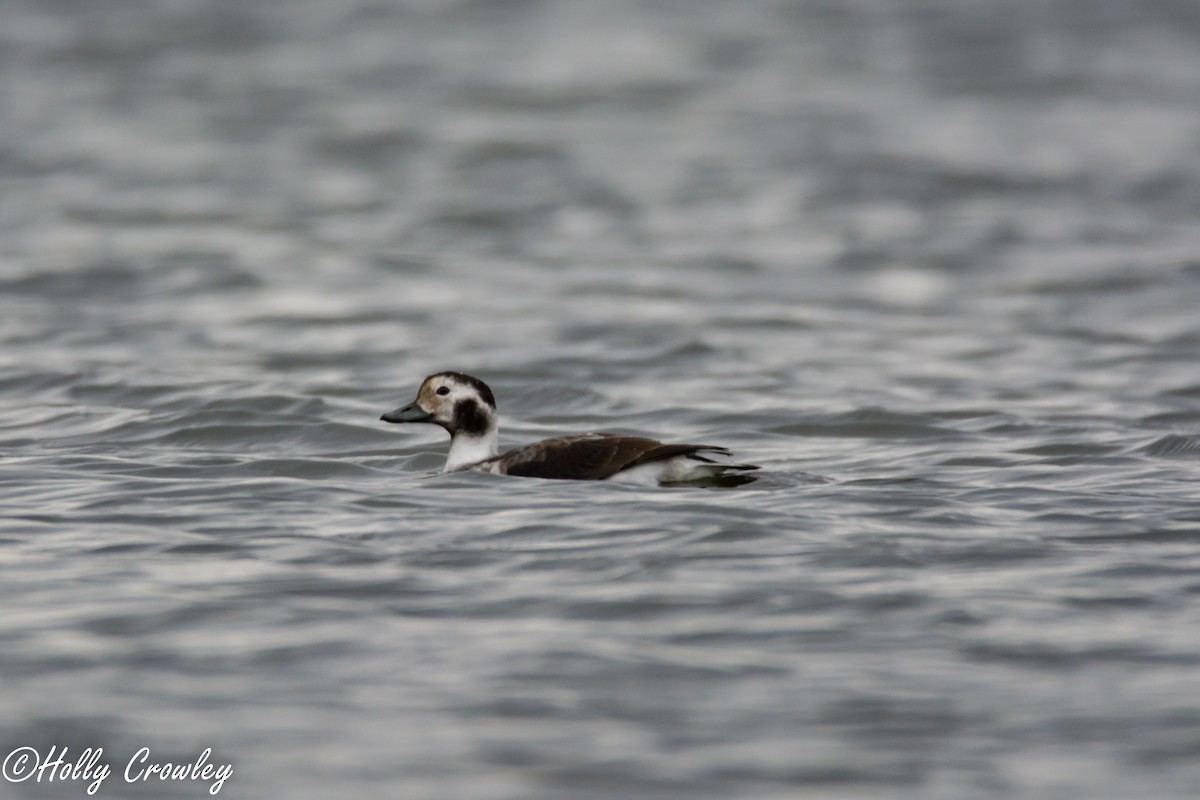 Long-tailed Duck - ML75114071