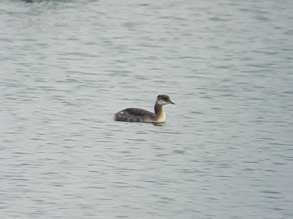 Red-necked Grebe - Anonymous eDipper
