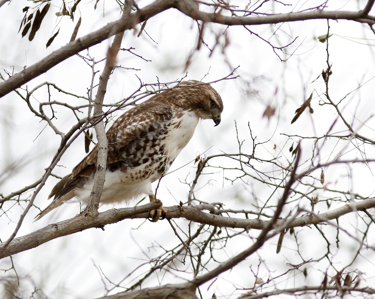 Red-tailed Hawk - Rick Lauzon
