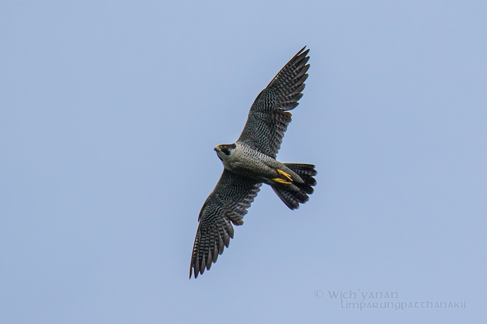 Peregrine Falcon (Eurasian) - ML75120241