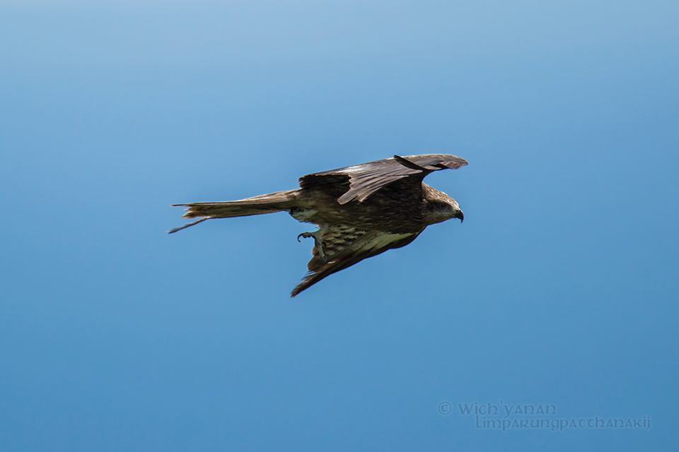 Black Kite (Black-eared) - ML75120501