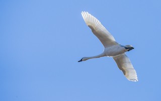 Tundra Swan, ML75121121