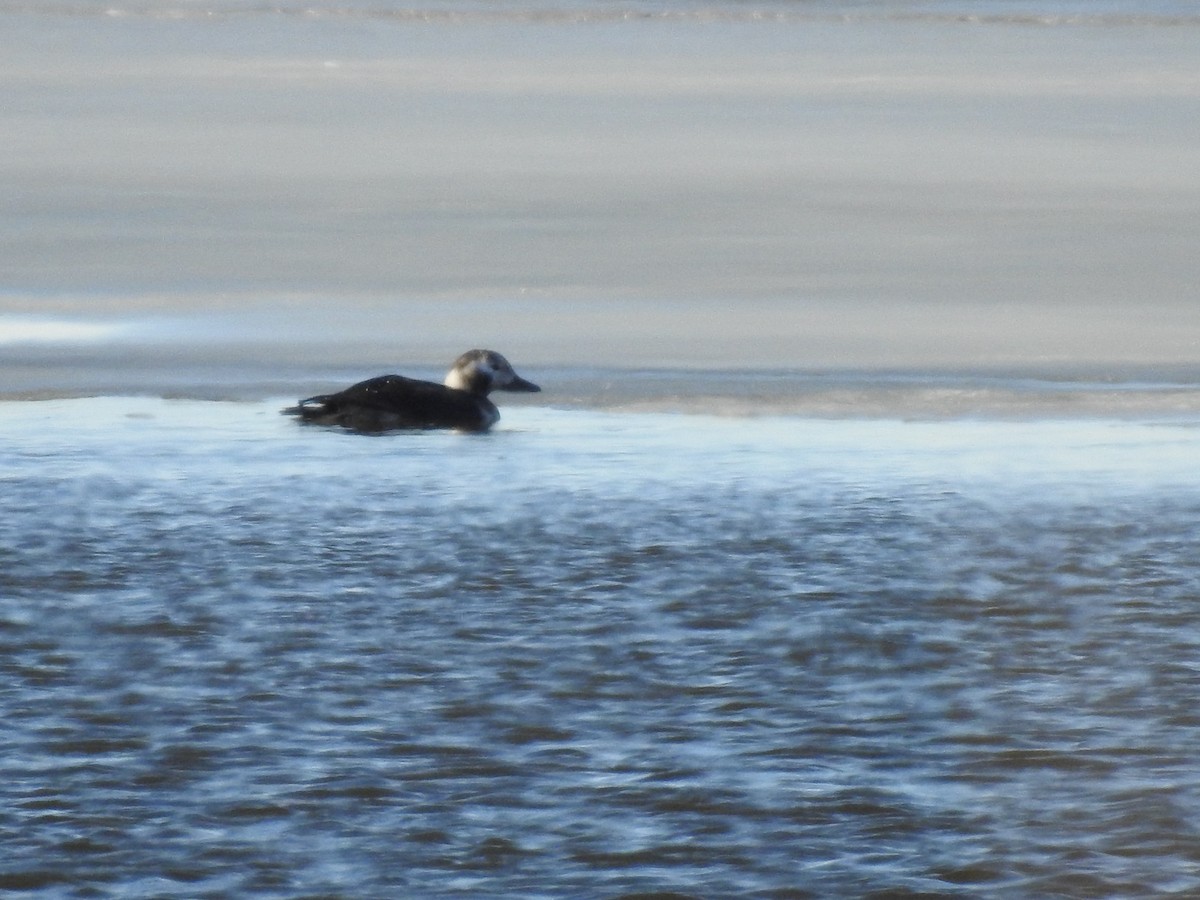 Long-tailed Duck - ML75121631