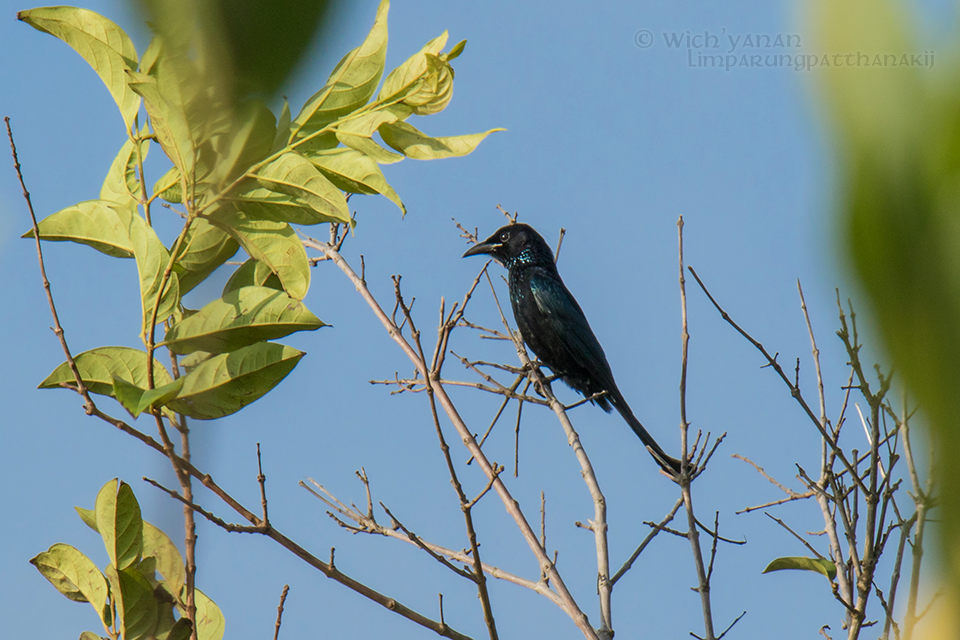 Hair-crested Drongo (Hair-crested) - Wich’yanan Limparungpatthanakij