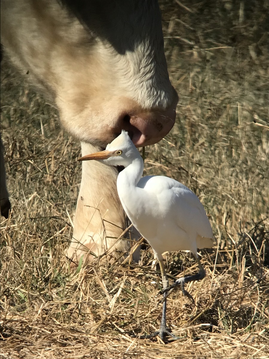 Western Cattle Egret - WS Barbour