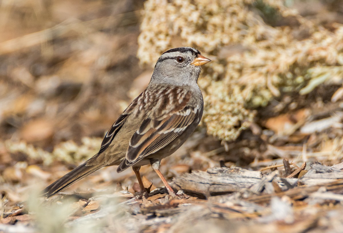 White-crowned Sparrow - ML75127381