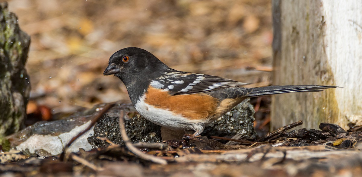 Spotted Towhee - ML75127491
