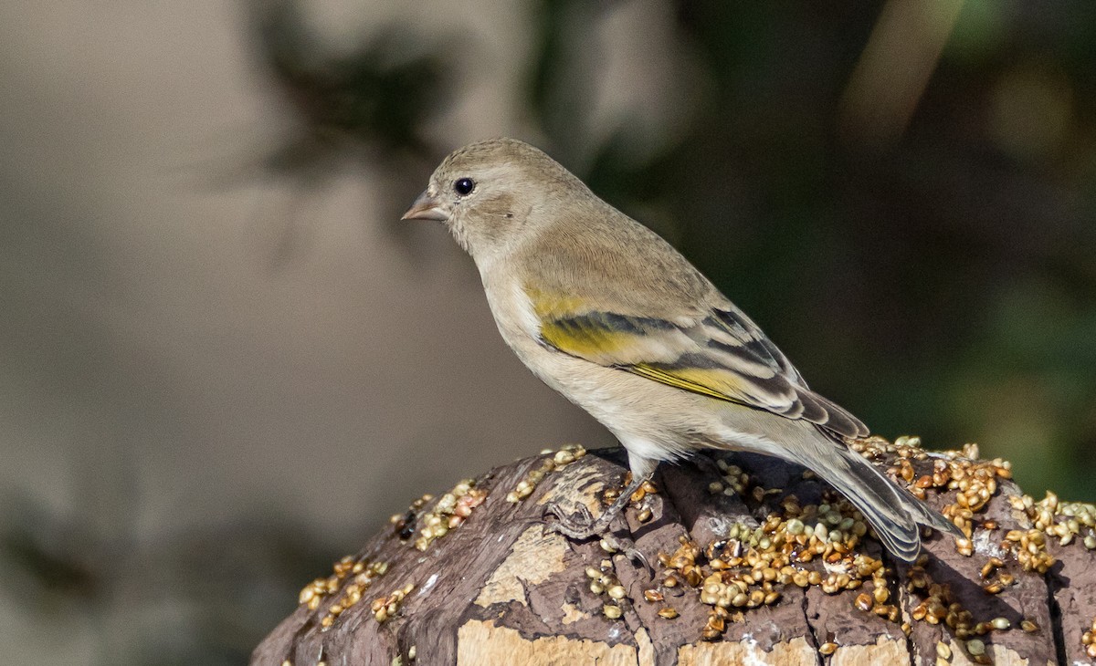 Lawrence's Goldfinch - ML75127841