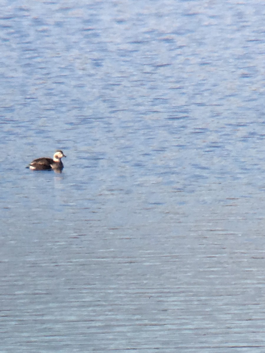 Long-tailed Duck - ML75128331