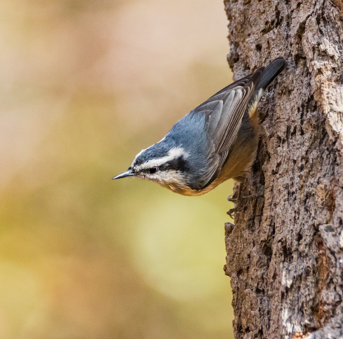 Red-breasted Nuthatch - Chezy Yusuf