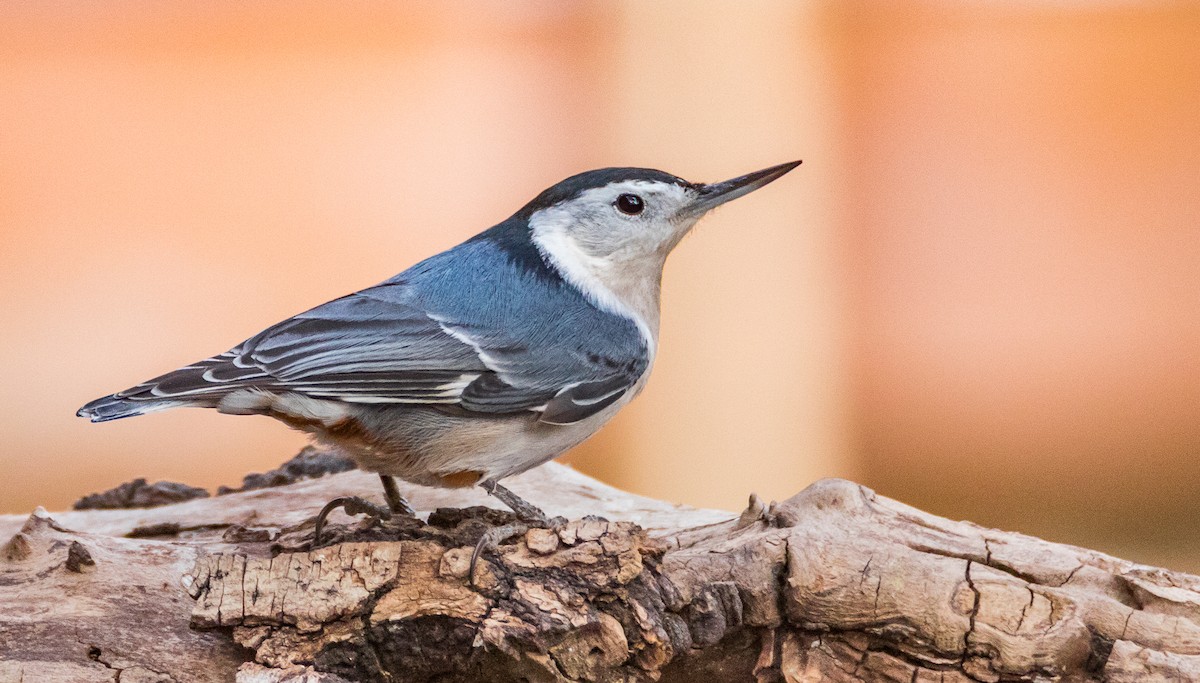 White-breasted Nuthatch - ML75129261