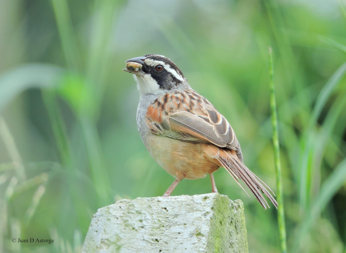 Stripe-headed Sparrow - Juan D Astorga