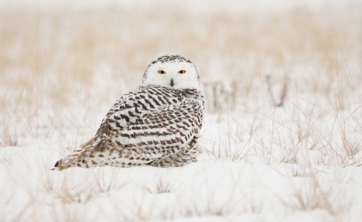 Snowy Owl - Yukon Bird Club Historical Data