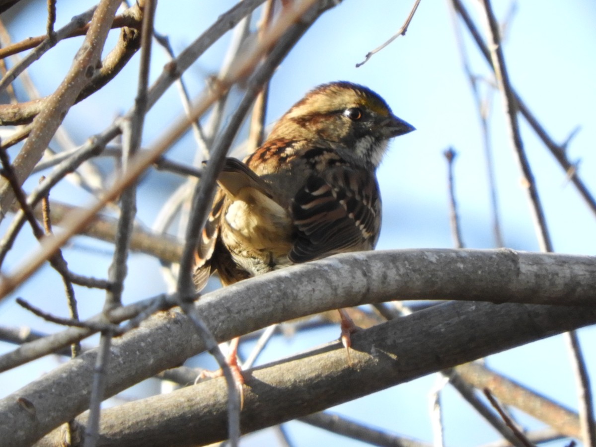 White-throated Sparrow - Brian Vigorito