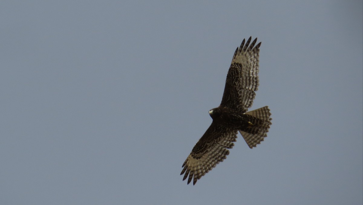 Red-tailed Hawk (Harlan's) - Bryant Olsen