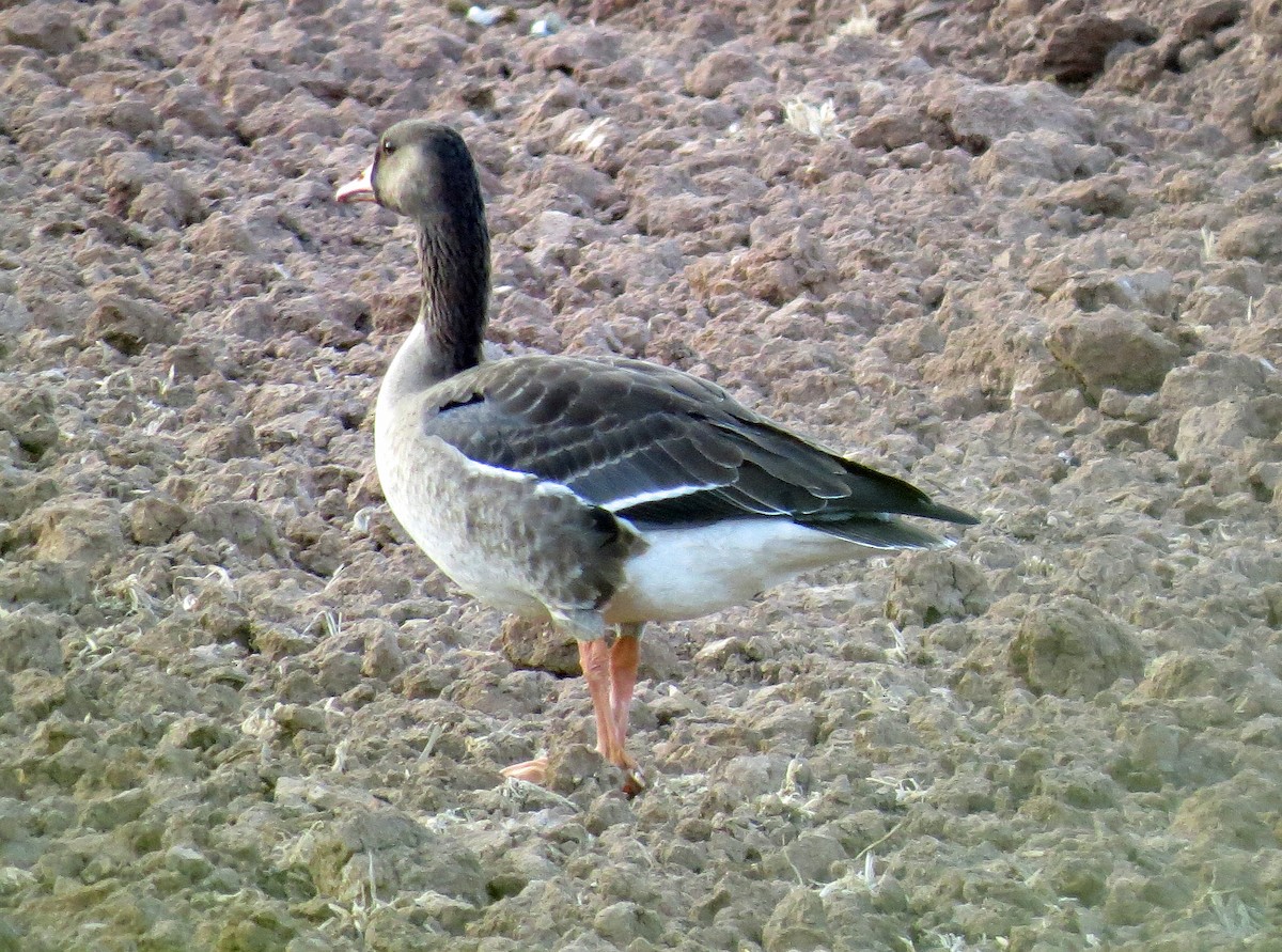 Greater White-fronted Goose - ML75138231