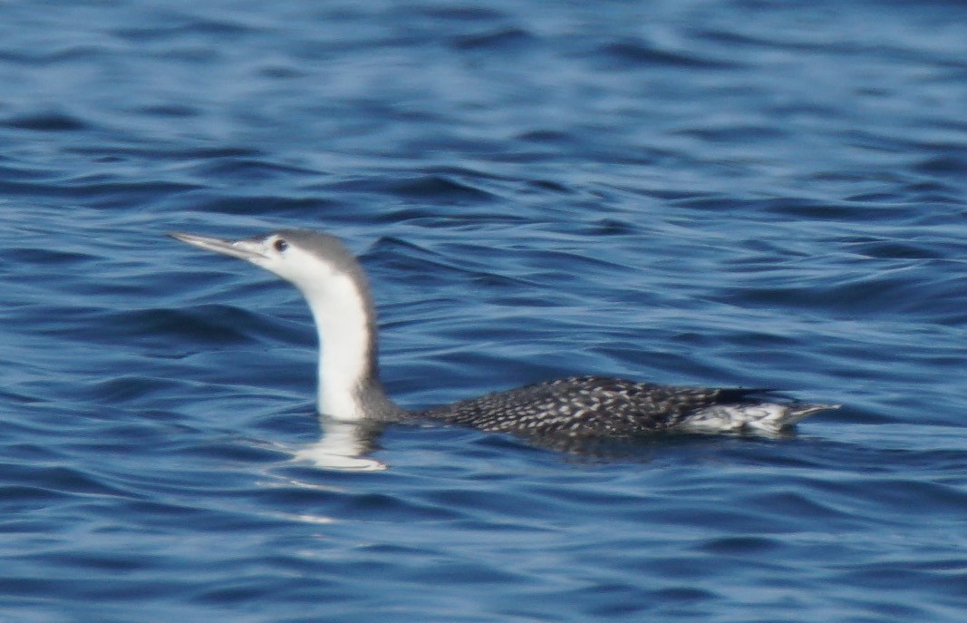Red-throated Loon - ML75141391