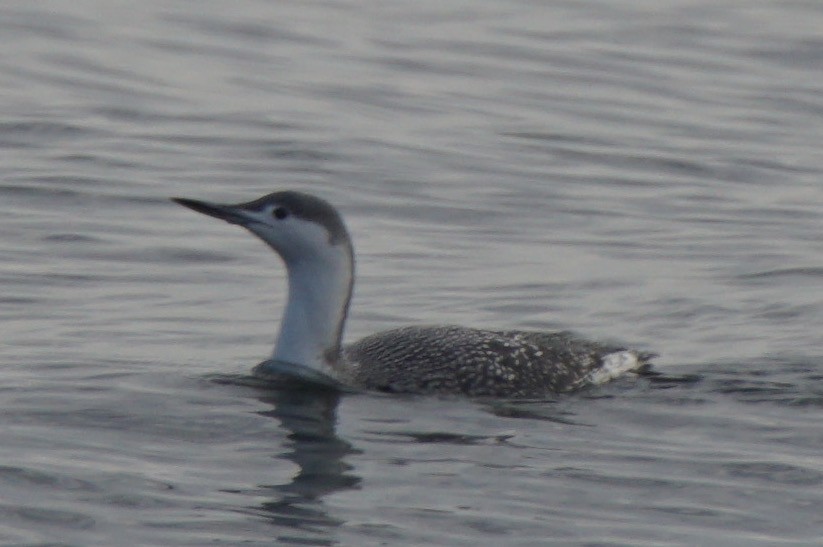 Red-throated Loon - ML75141411
