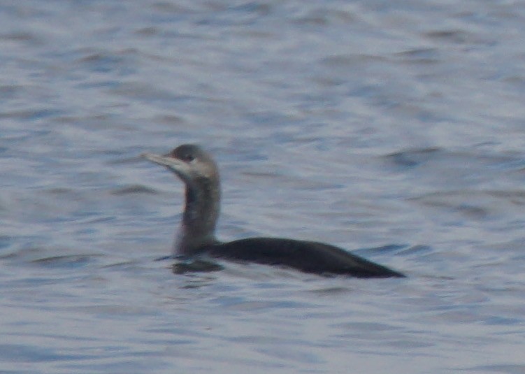 Red-throated Loon - ML75141431