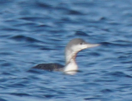 Red-throated Loon - ML75141481