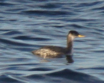 Red-necked Grebe - ML75141621