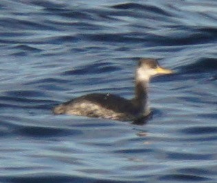 Red-necked Grebe - ML75141631