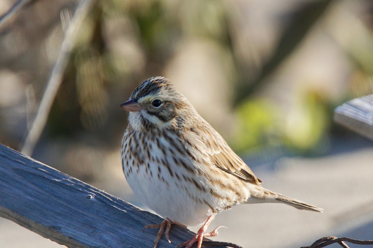 Savannah Sparrow - ML75142491