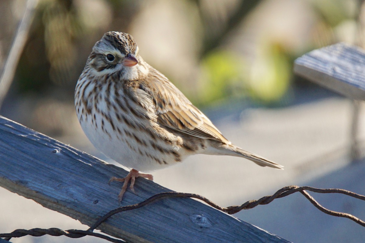 Savannah Sparrow - ML75142501
