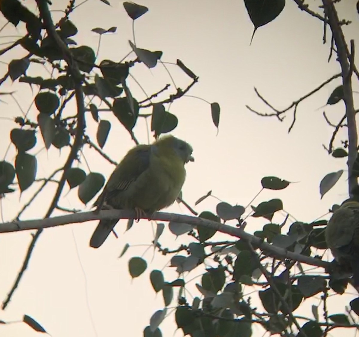 Yellow-footed Green-Pigeon - ML75143291