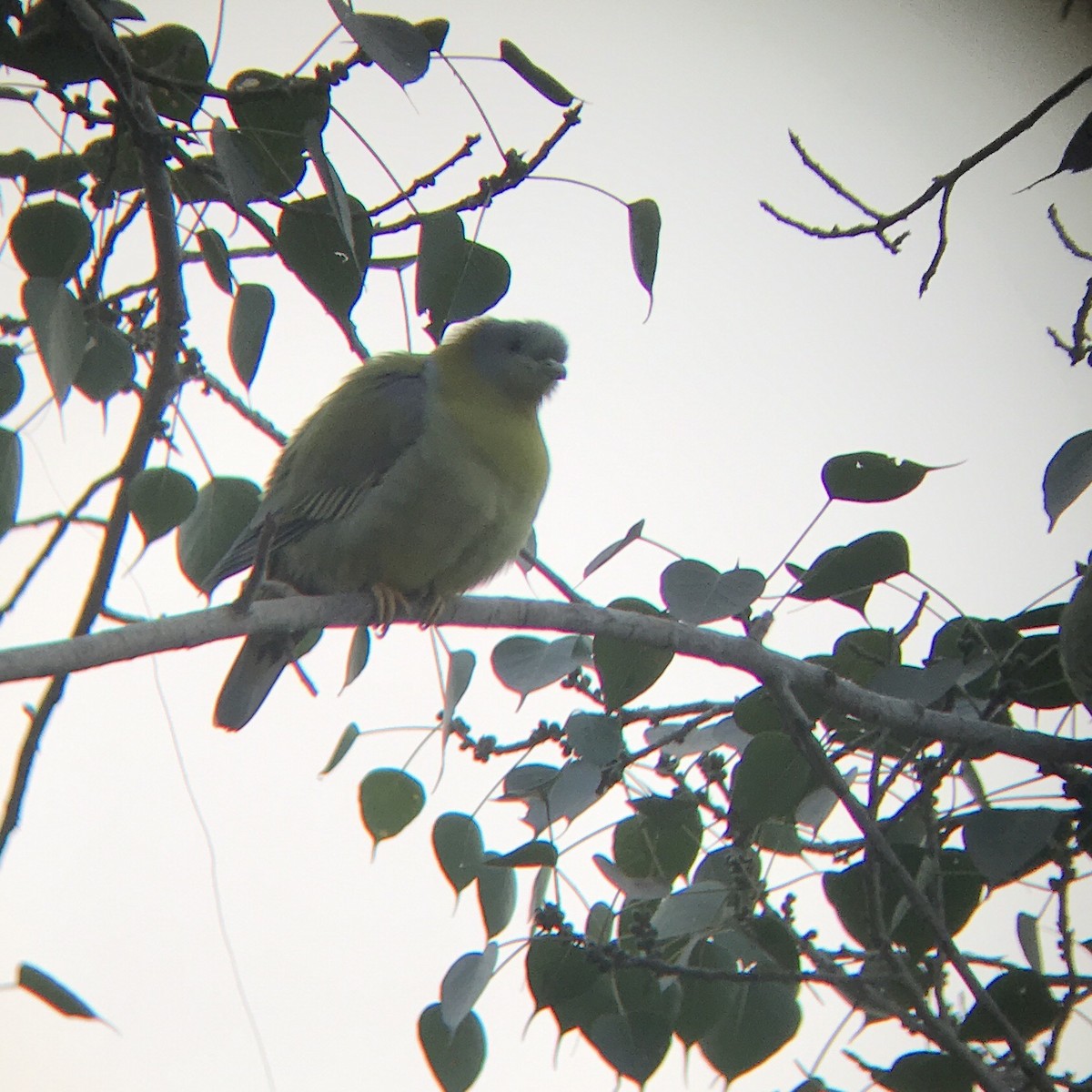 Yellow-footed Green-Pigeon - ML75143331