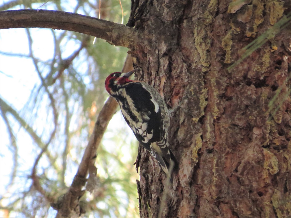Red-breasted Sapsucker - ML75144701