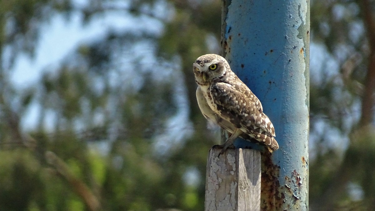 Burrowing Owl - ADRIAN GRILLI