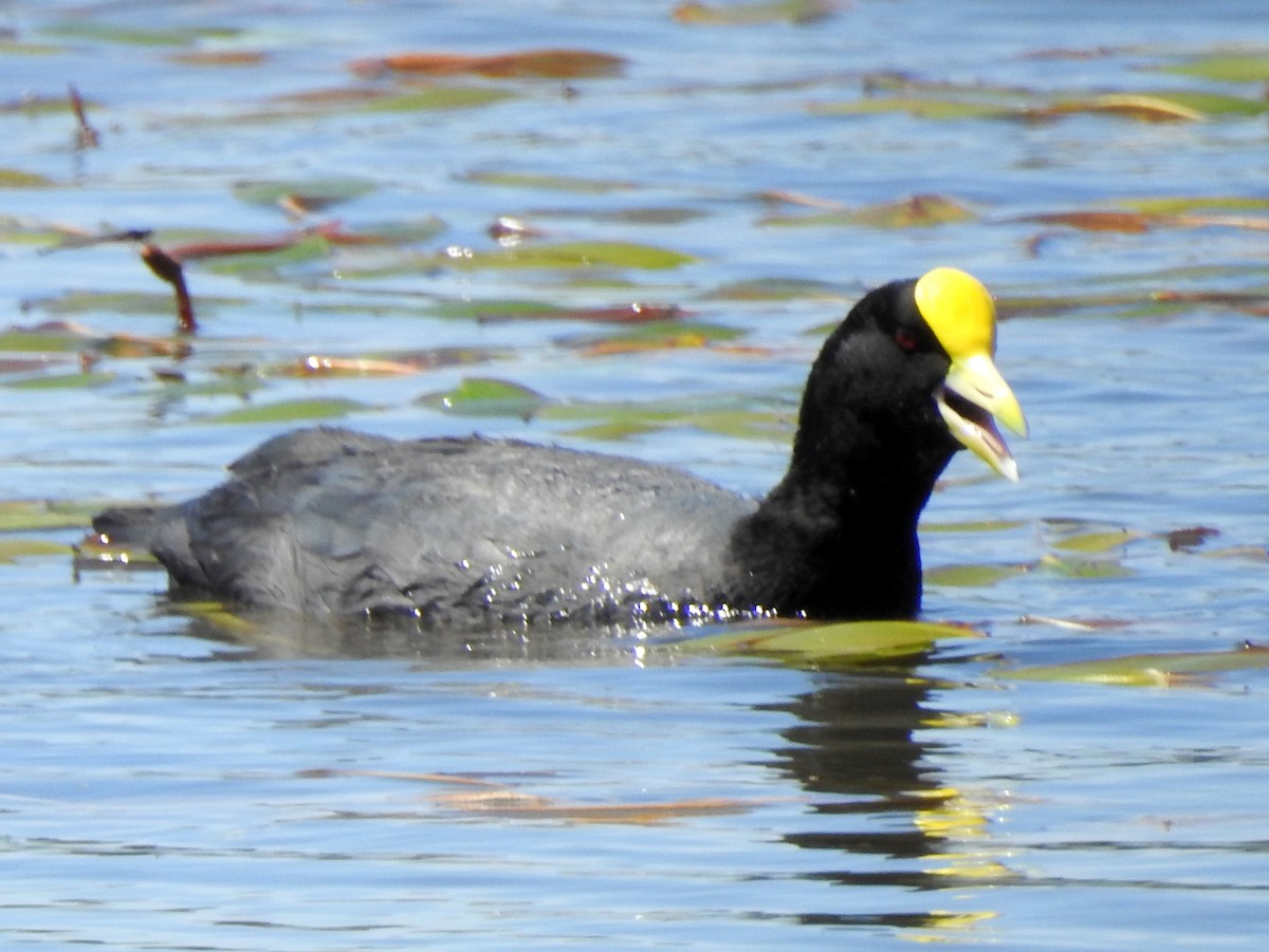 White-winged Coot - Carlos Crocce