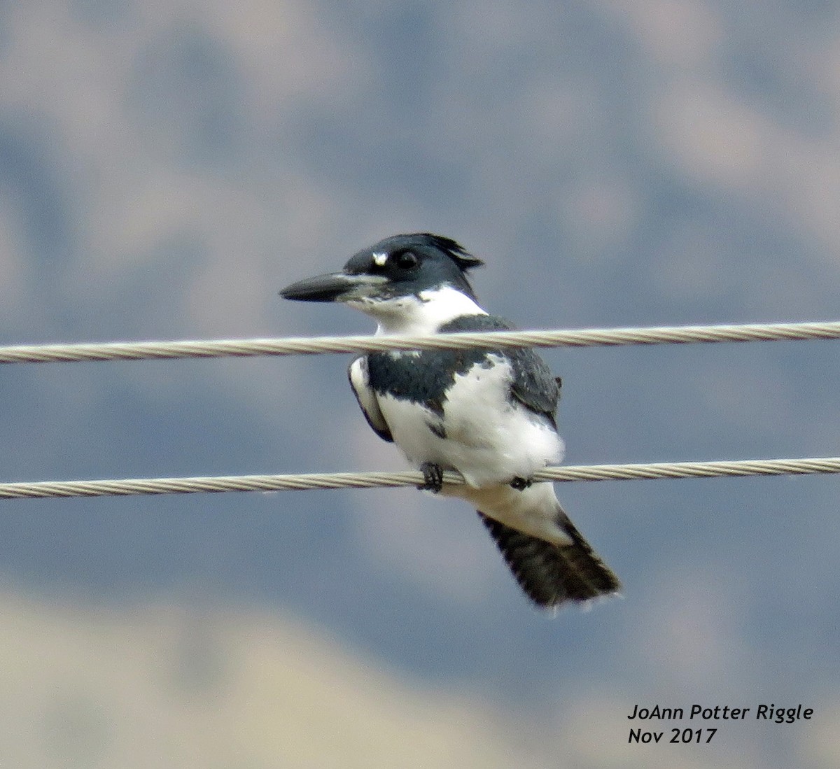 Belted Kingfisher - ML75147231