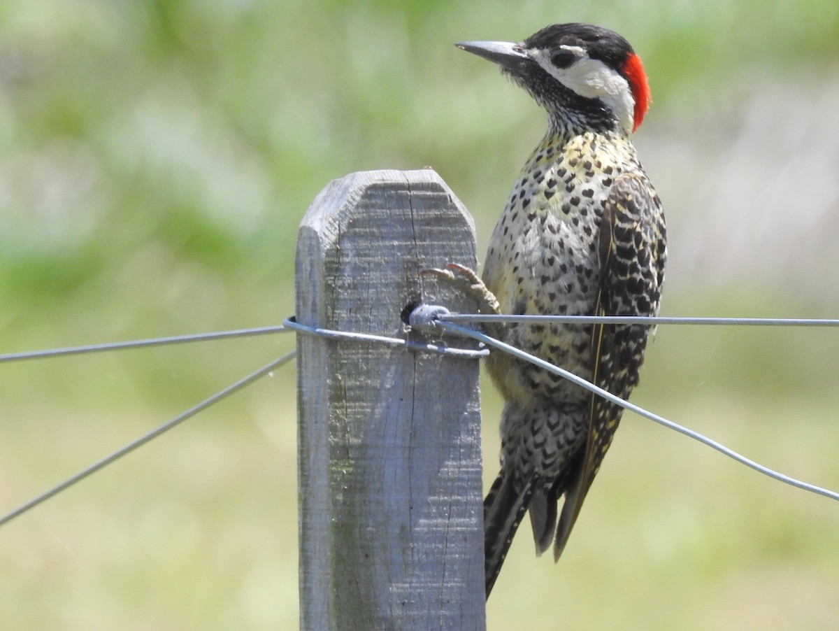 Green-barred Woodpecker - Carlos Crocce