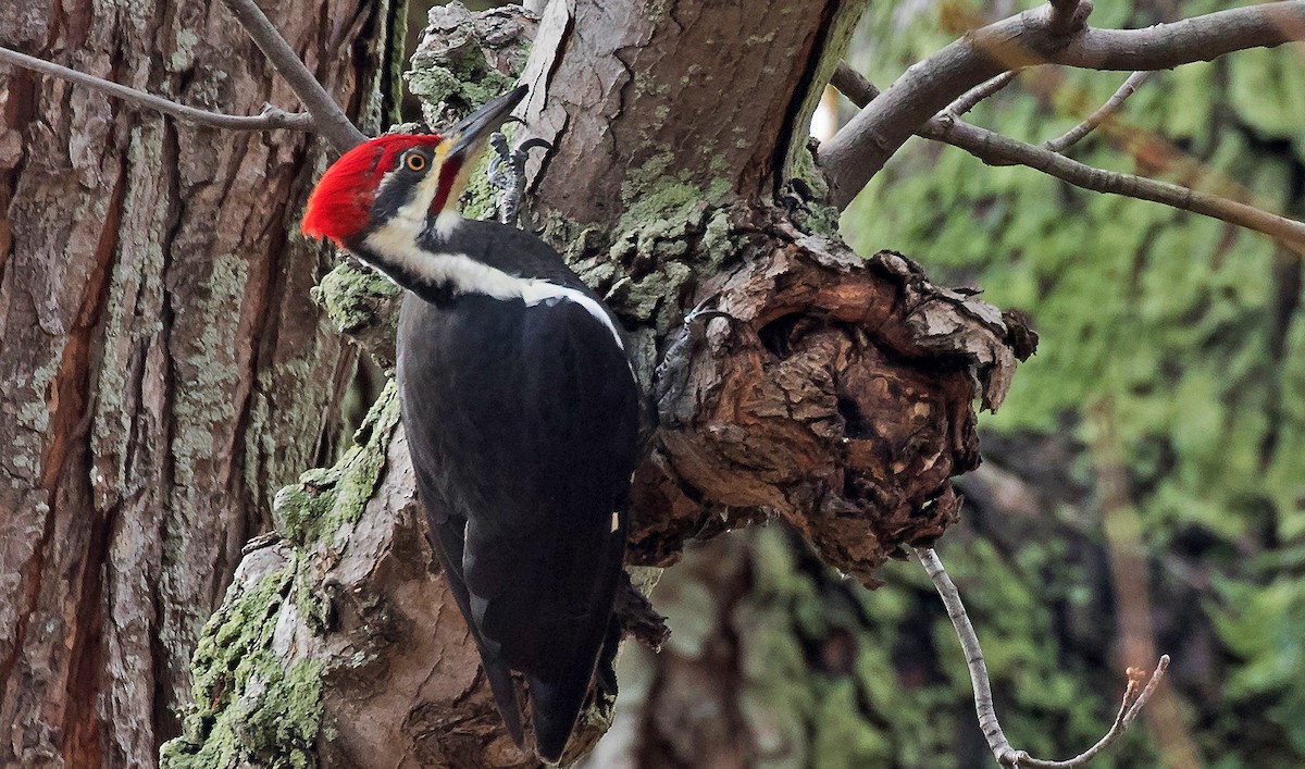 Pileated Woodpecker - Garry  Sadler