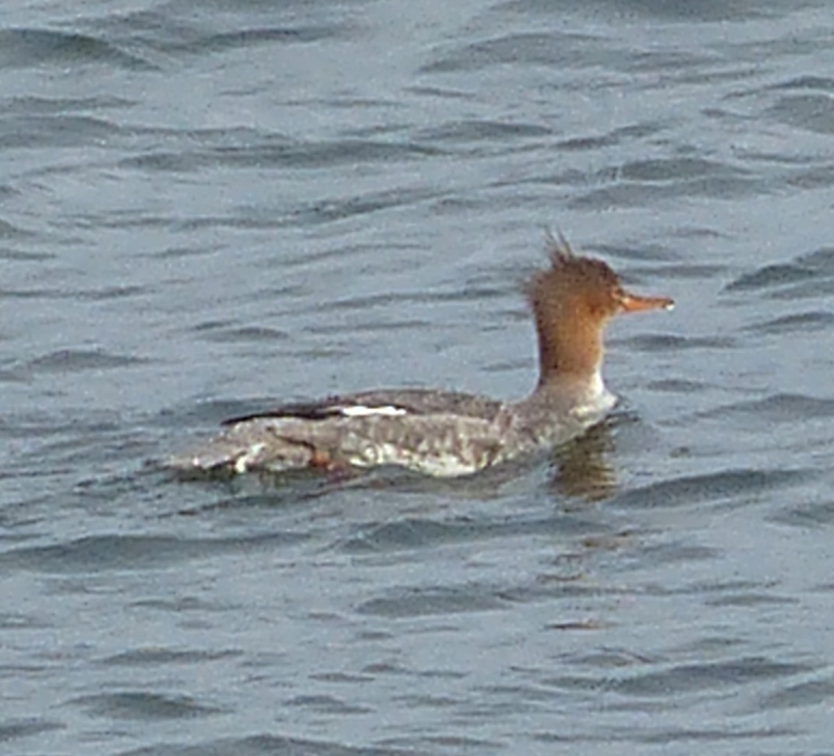 Red-breasted Merganser - Andy Frank