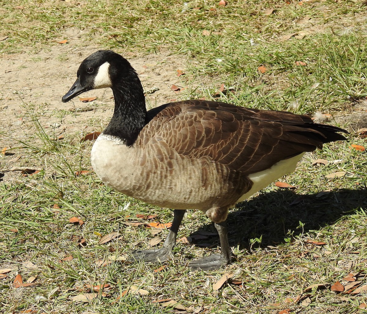 Canada Goose - Van Remsen