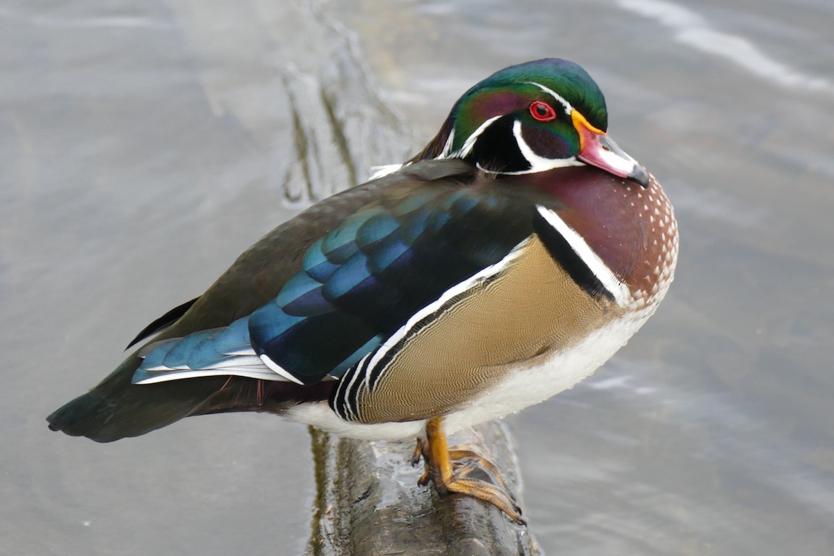 Wood Duck - Quentin Brown