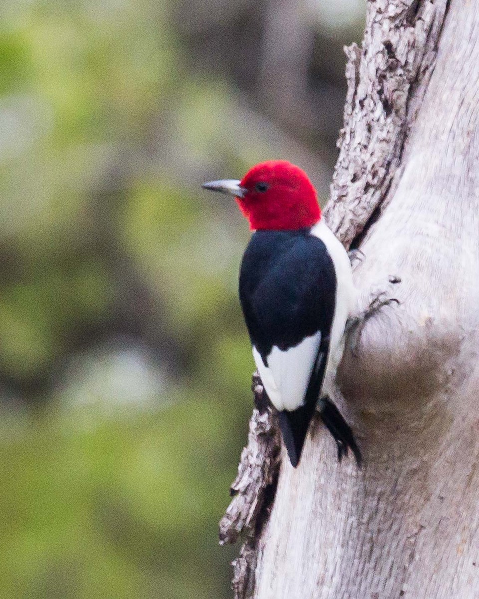 Red-headed Woodpecker - Ray Steelman