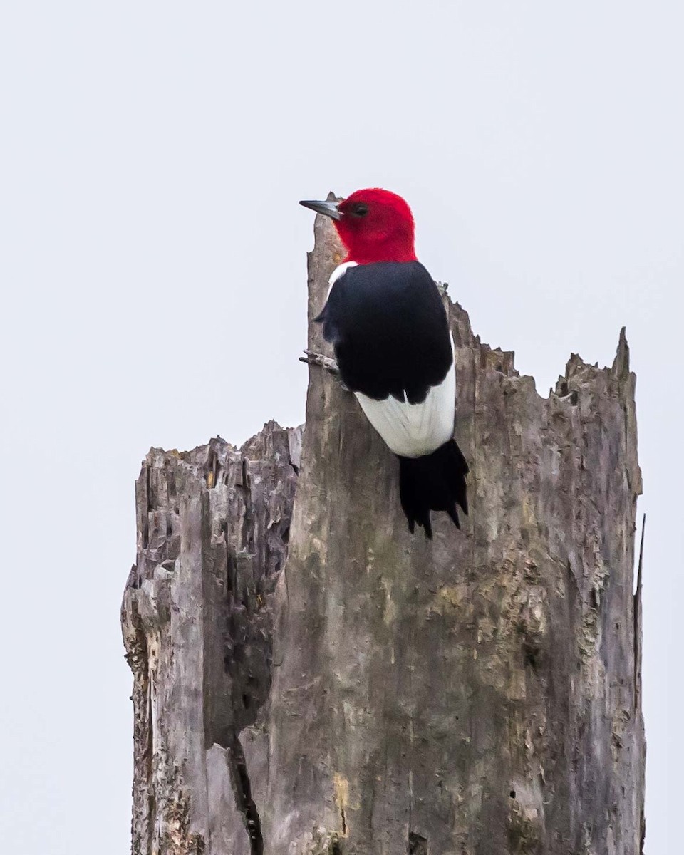 Red-headed Woodpecker - ML75151281
