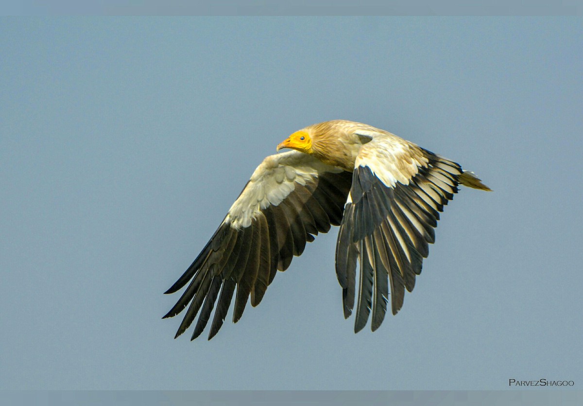Egyptian Vulture - Parvez Shagoo